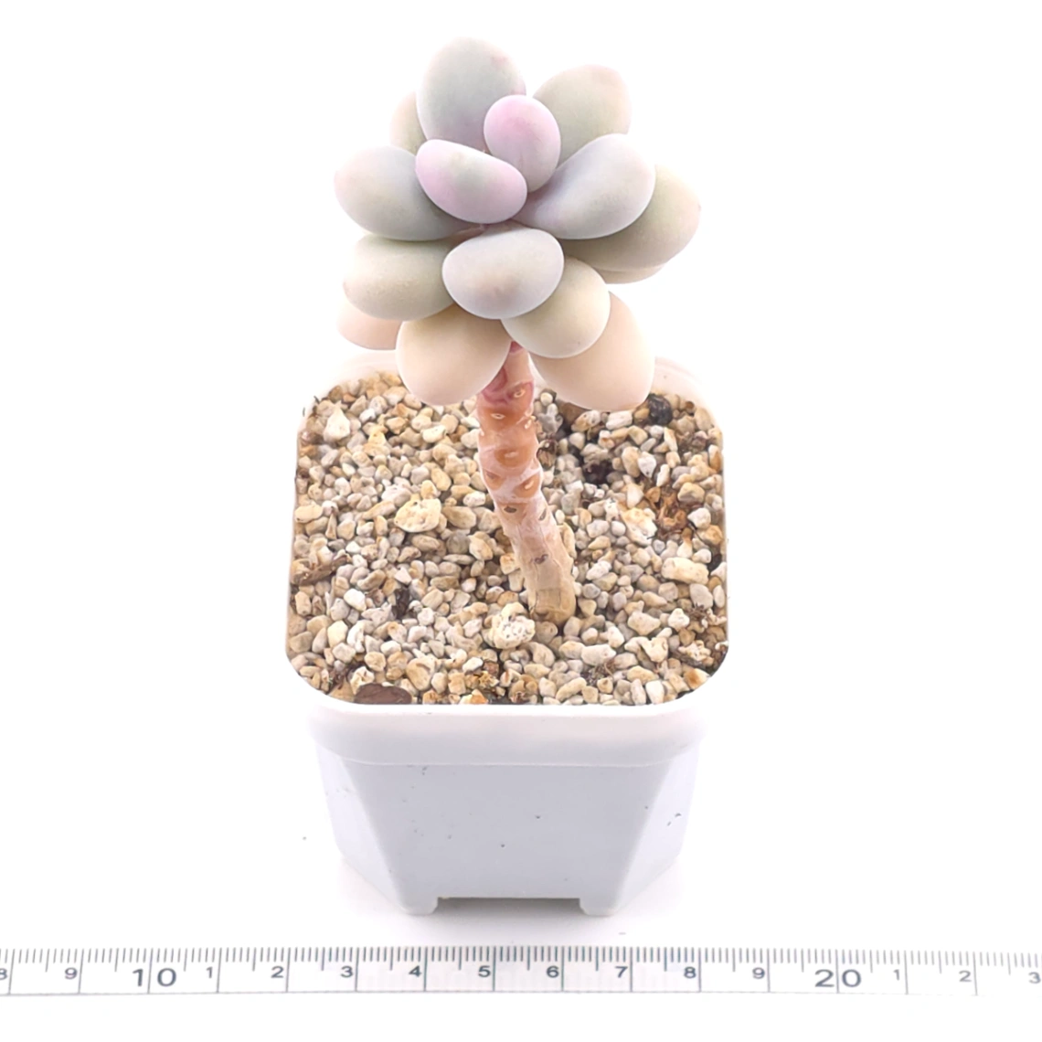 Graptopetalum amethystinum ‘Lavender Pebbles / Pink Moonstone’ | 桃蛋 thumbnail 3