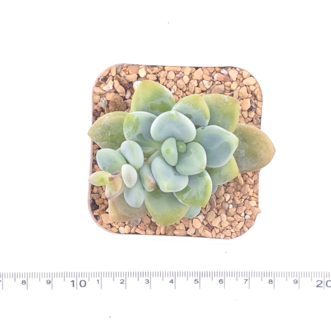 Graptosedum ‘Miul / Luo Goddess’ | 洛神 thumbnail 4