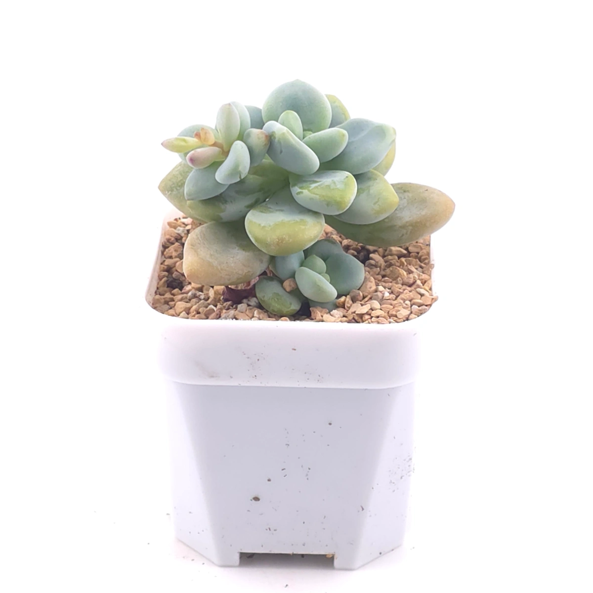 Graptosedum ‘Miul / Luo Goddess’ | 洛神 thumbnail 2