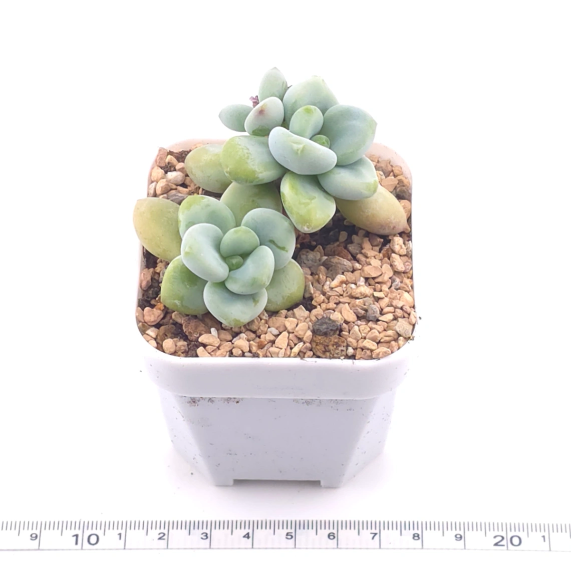 Graptosedum ‘Miul / Luo Goddess’ | 洛神 thumbnail 3