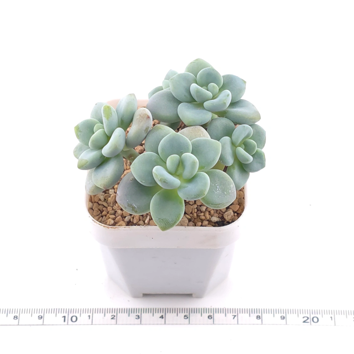 Graptosedum ‘Miul / Luo Goddess’ | 洛神 thumbnail 3