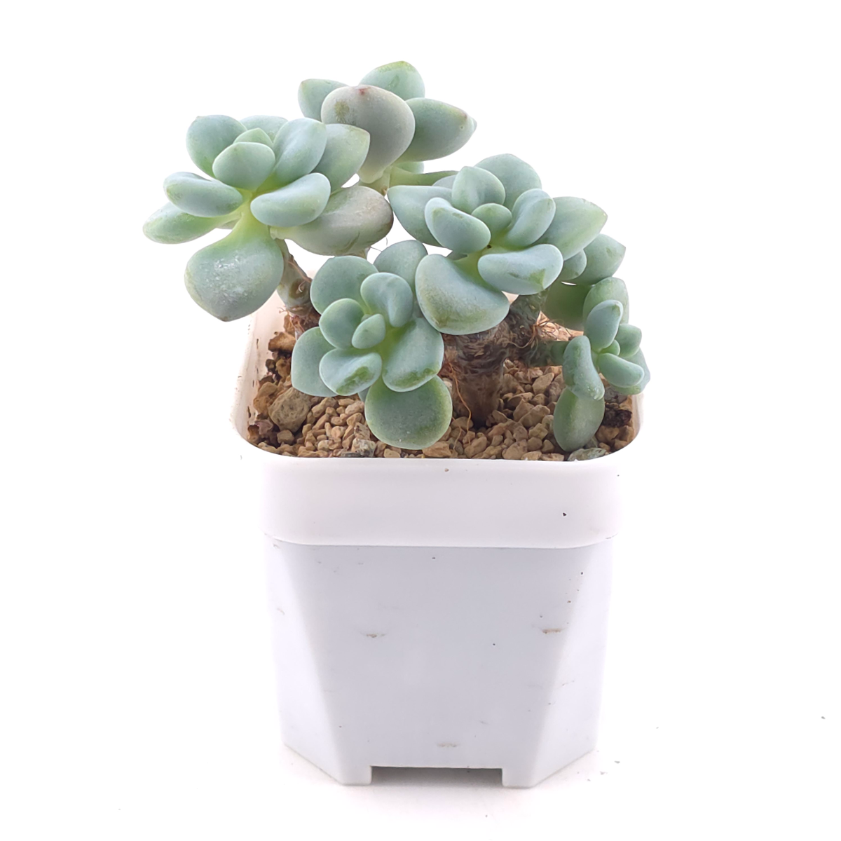 Graptosedum ‘Miul / Luo Goddess’ | 洛神 thumbnail 2