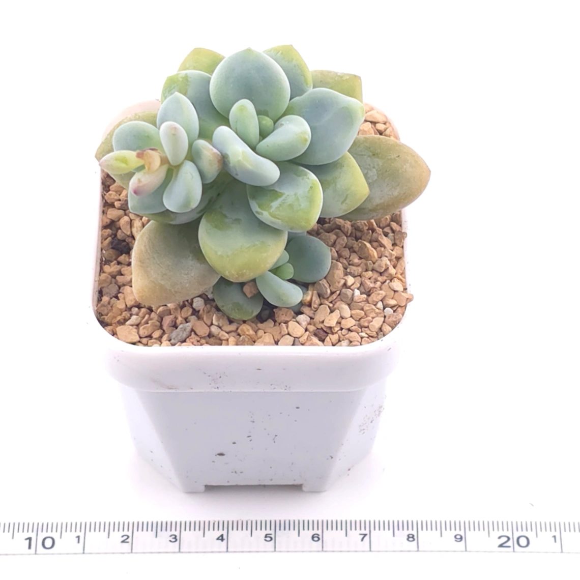 Graptosedum ‘Miul / Luo Goddess’ | 洛神 thumbnail 3