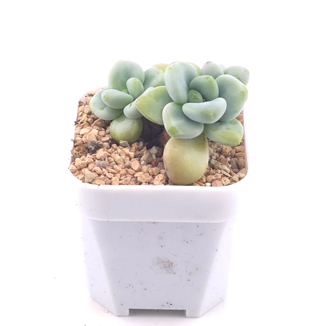 Graptosedum ‘Miul / Luo Goddess’ | 洛神 thumbnail 2