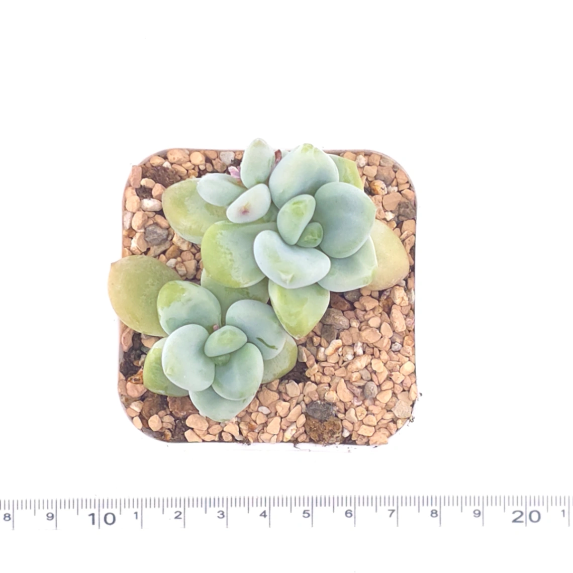 Graptosedum ‘Miul / Luo Goddess’ | 洛神 thumbnail 4