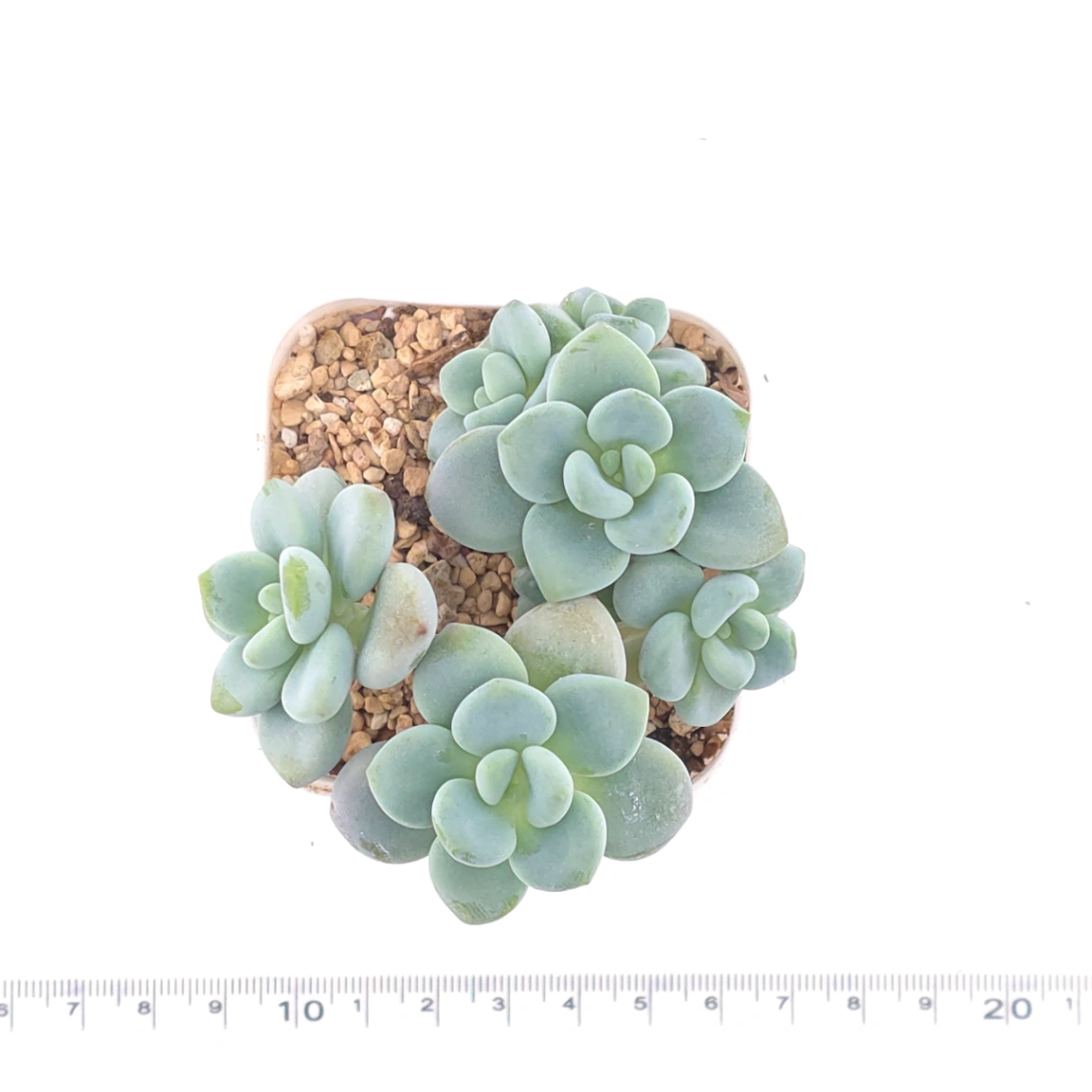 Graptosedum ‘Miul / Luo Goddess’ | 洛神 thumbnail 4