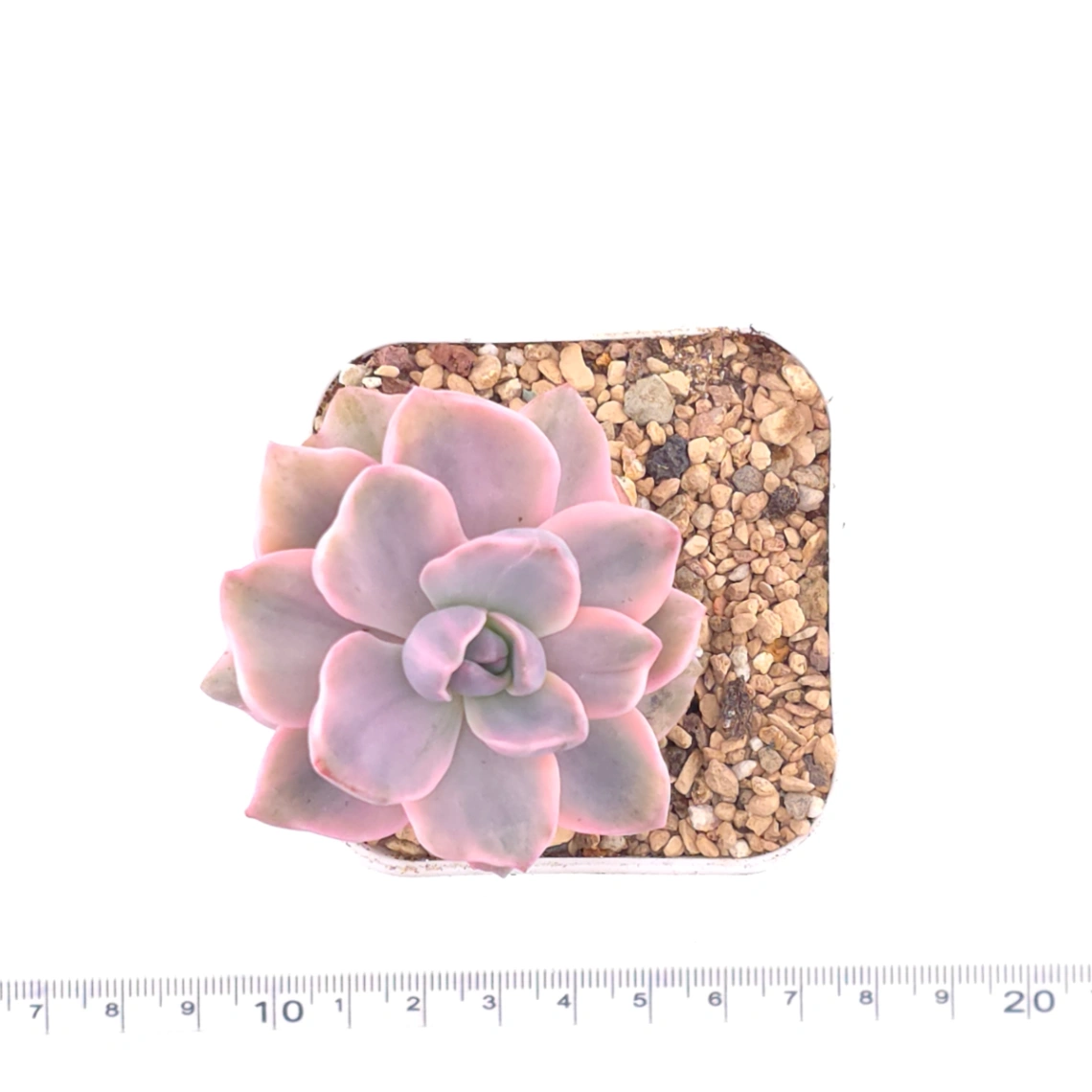 Graptoveria ‘Mrs Richard’ variegated | 彩虹糖錦 thumbnail 4