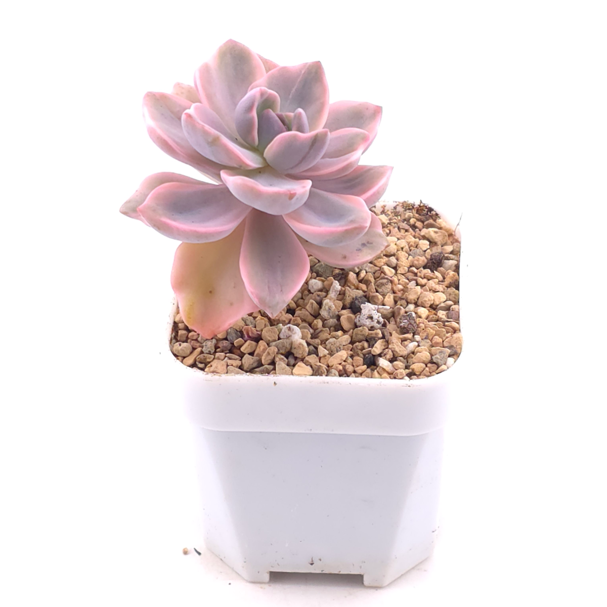 Graptoveria ‘Mrs Richard’ variegated | 彩虹糖錦 thumbnail 2