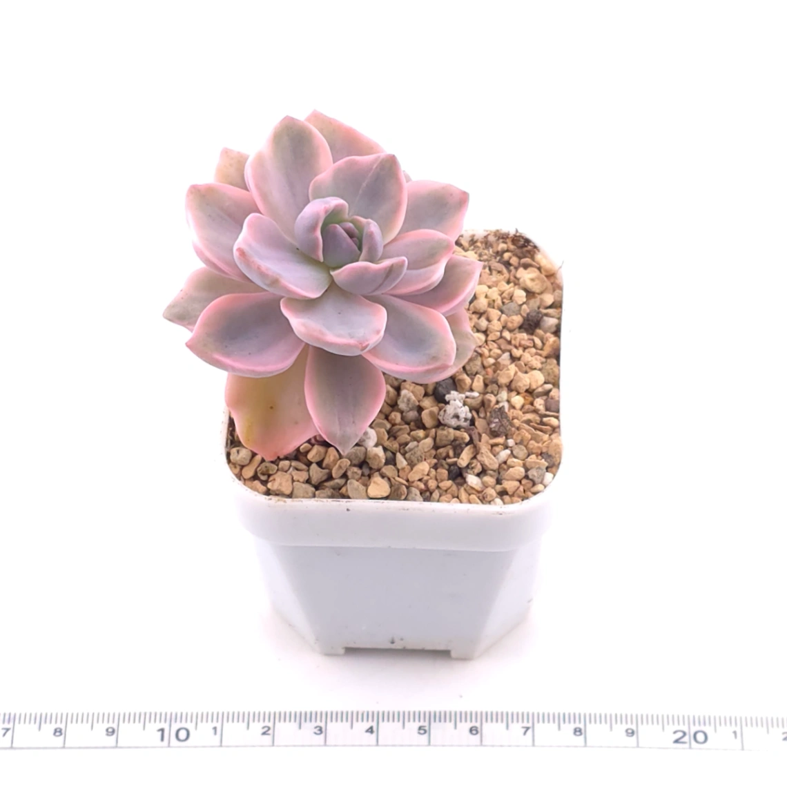 Graptoveria ‘Mrs Richard’ variegated | 彩虹糖錦 thumbnail 3