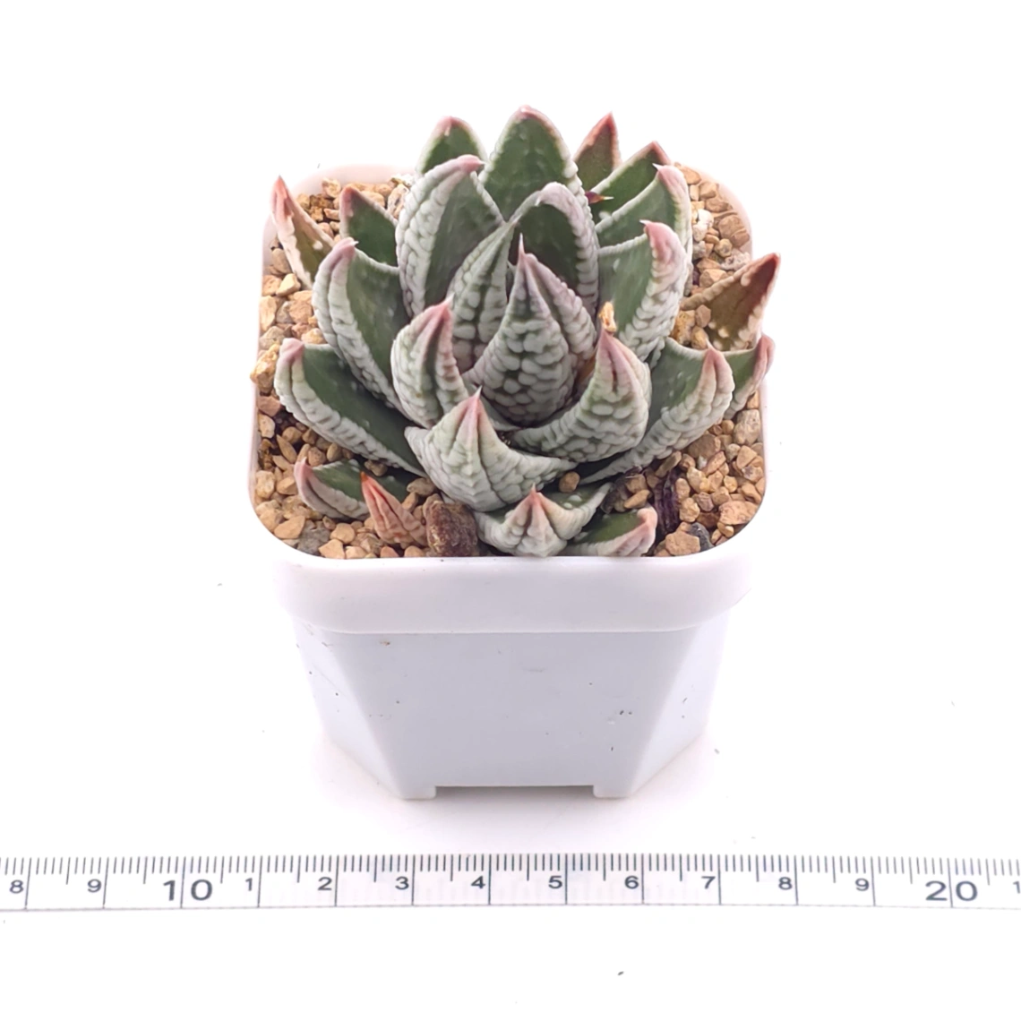 Haworthia pumila ‘Emperor’ | 皇帝 thumbnail 3