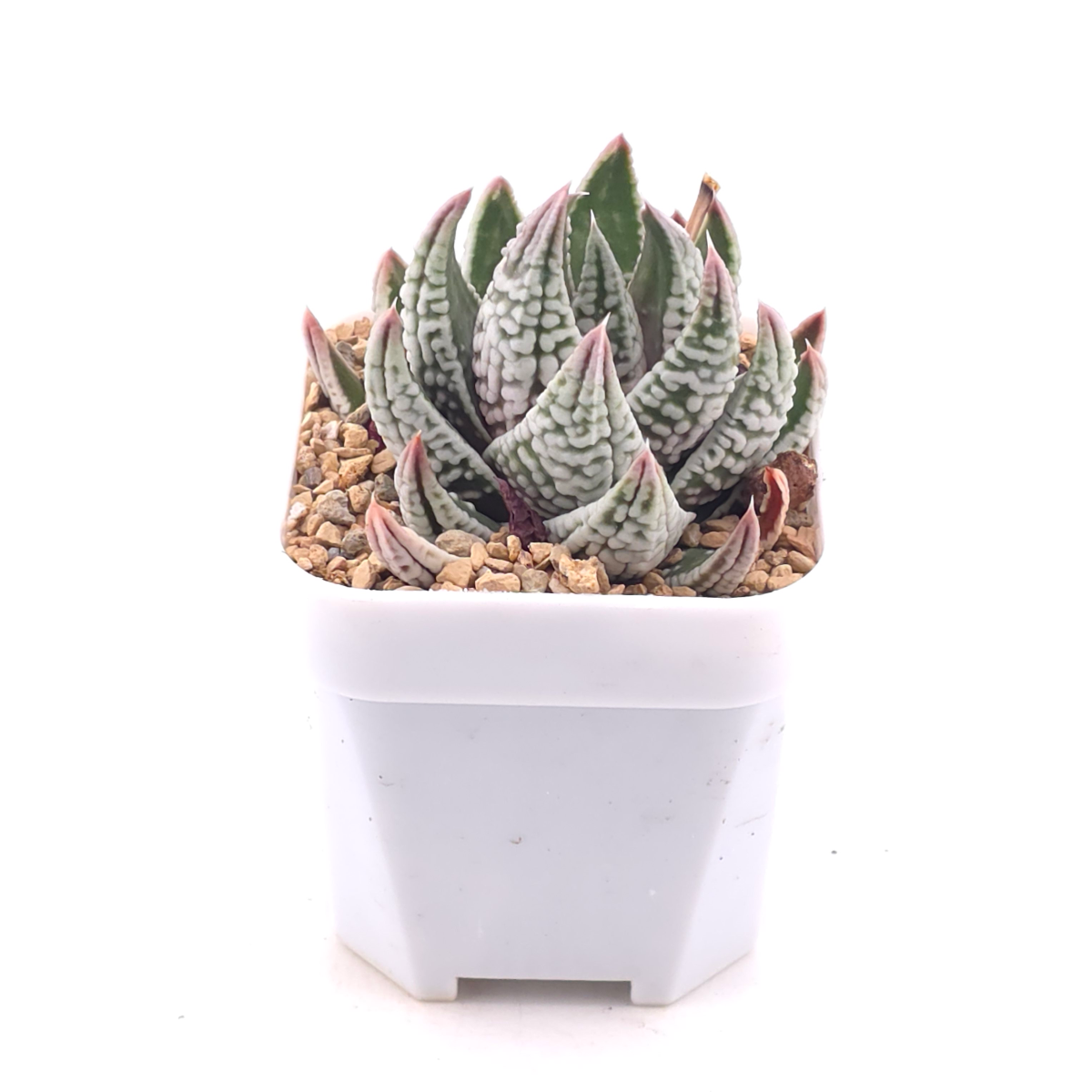 Haworthia pumila ‘Emperor’ | 皇帝 thumbnail 2