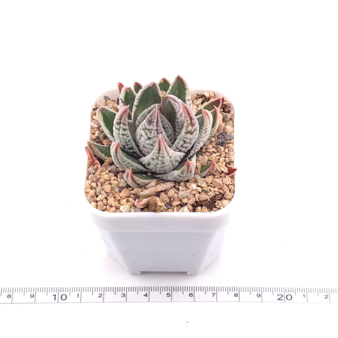 Haworthia pumila ‘Emperor’ | 皇帝 thumbnail 3