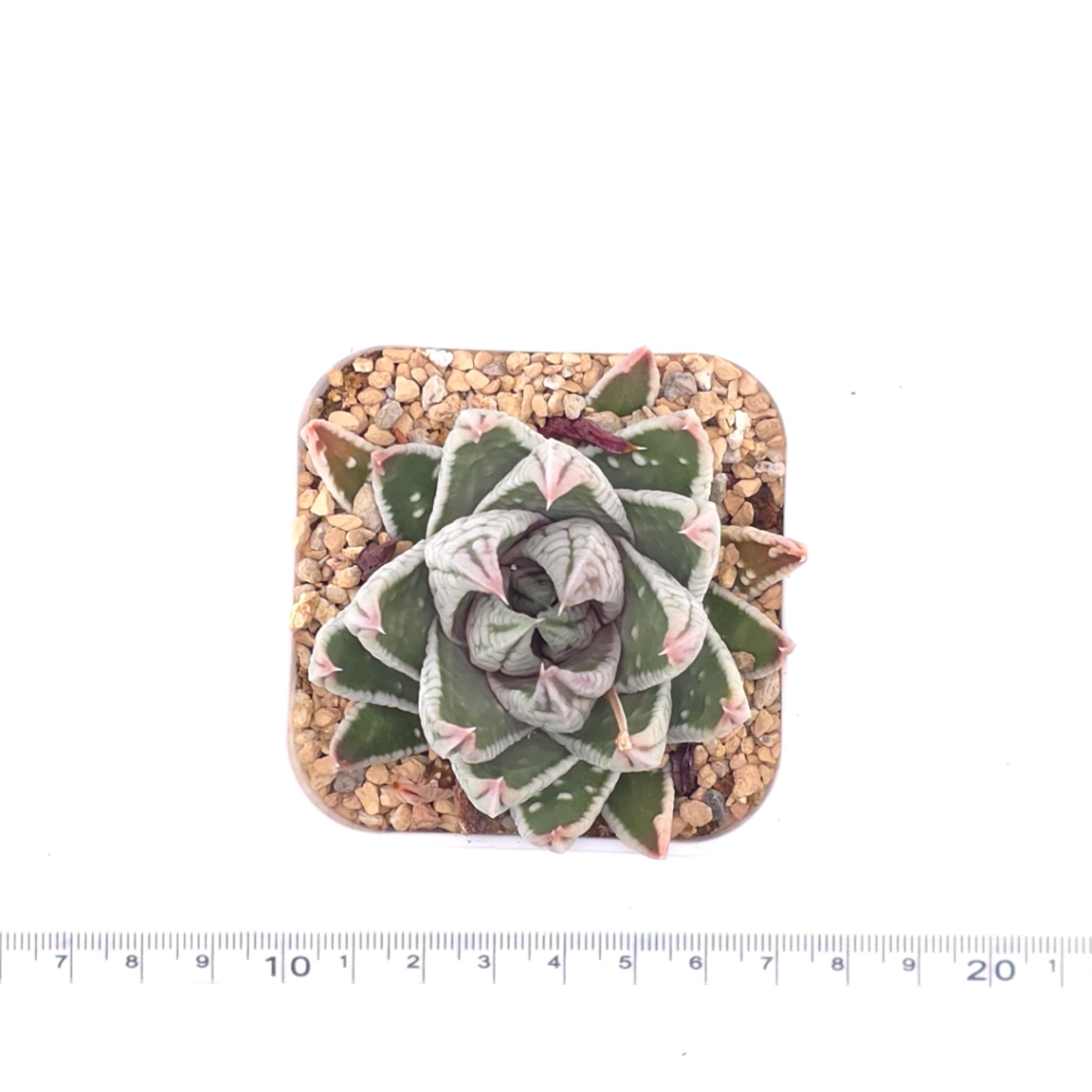 Haworthia pumila ‘Emperor’ | 皇帝 thumbnail 4
