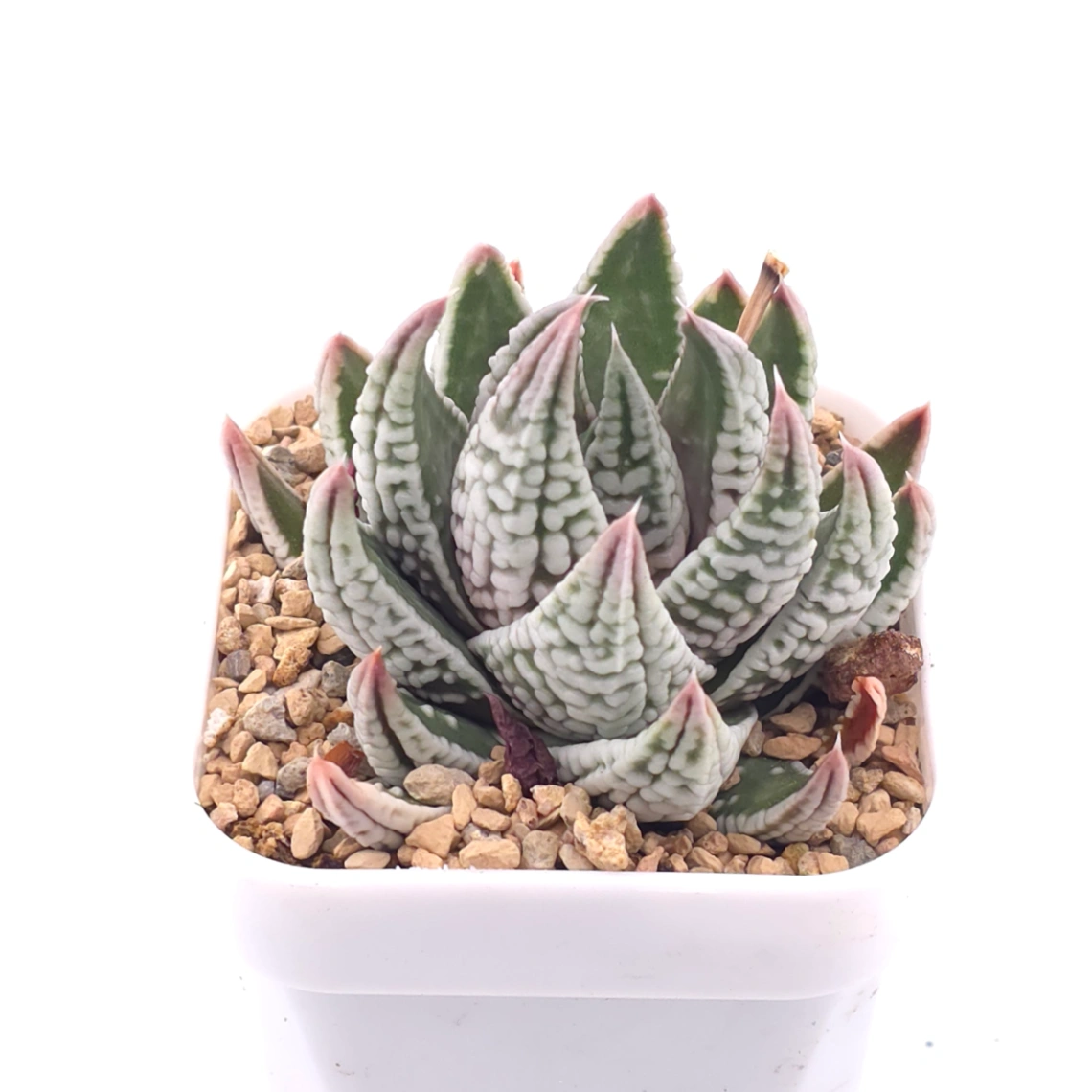 Haworthia pumila ‘Emperor’ | 皇帝 - View 1