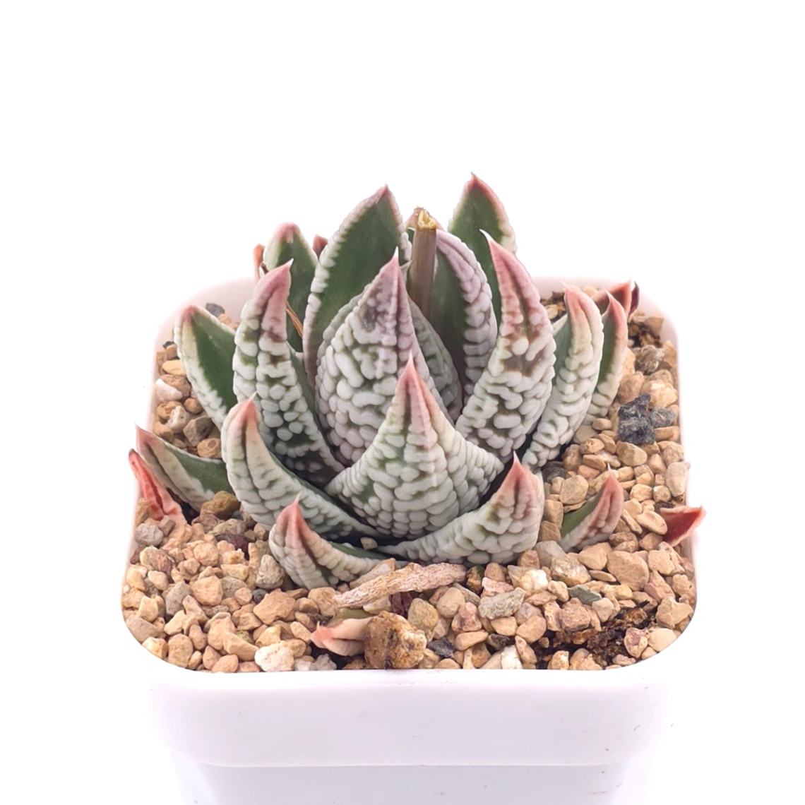 Haworthia pumila ‘Emperor’ | 皇帝 - View 1