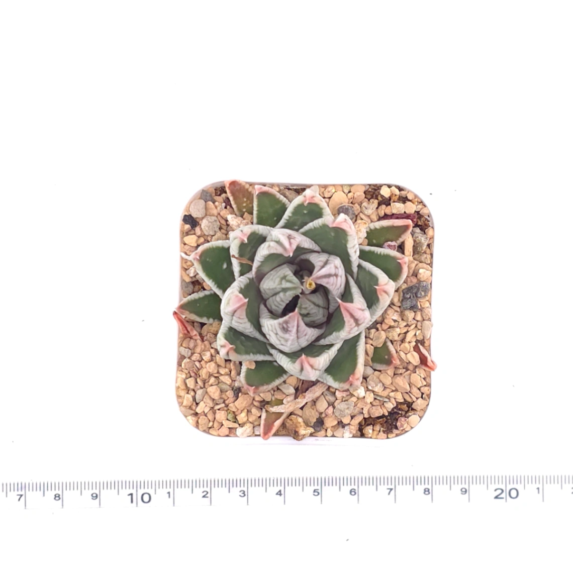 Haworthia pumila ‘Emperor’ | 皇帝 thumbnail 4