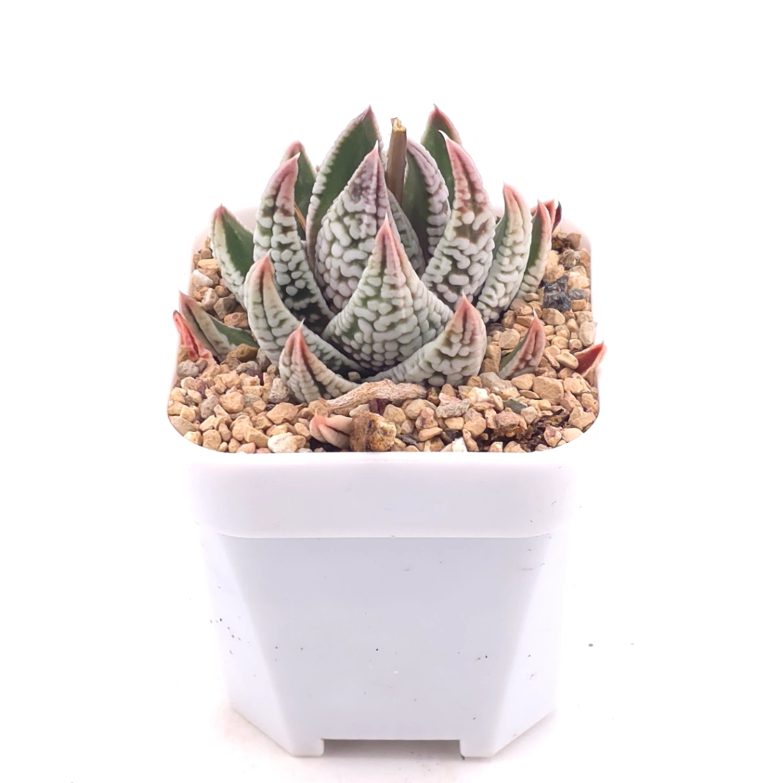 Haworthia pumila ‘Emperor’ | 皇帝 thumbnail 2
