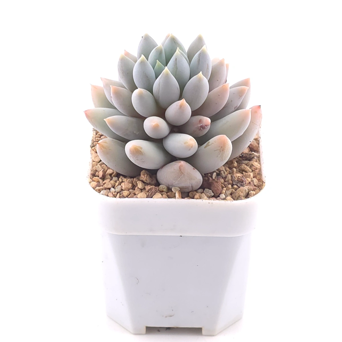 Pachyphytum ‘Angel's Finger’ | 所羅門 thumbnail 2