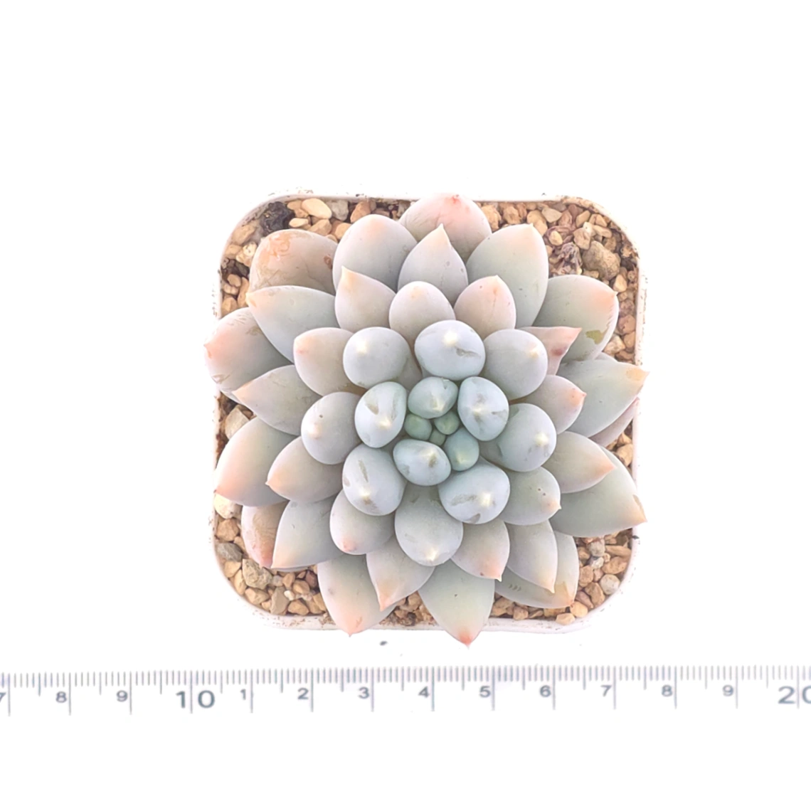 Pachyphytum ‘Angel's Finger’ | 所羅門 thumbnail 4