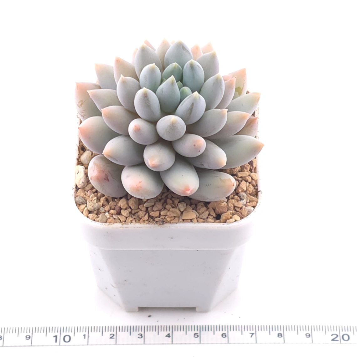 Pachyphytum ‘Angel's Finger’ | 所羅門 thumbnail 3