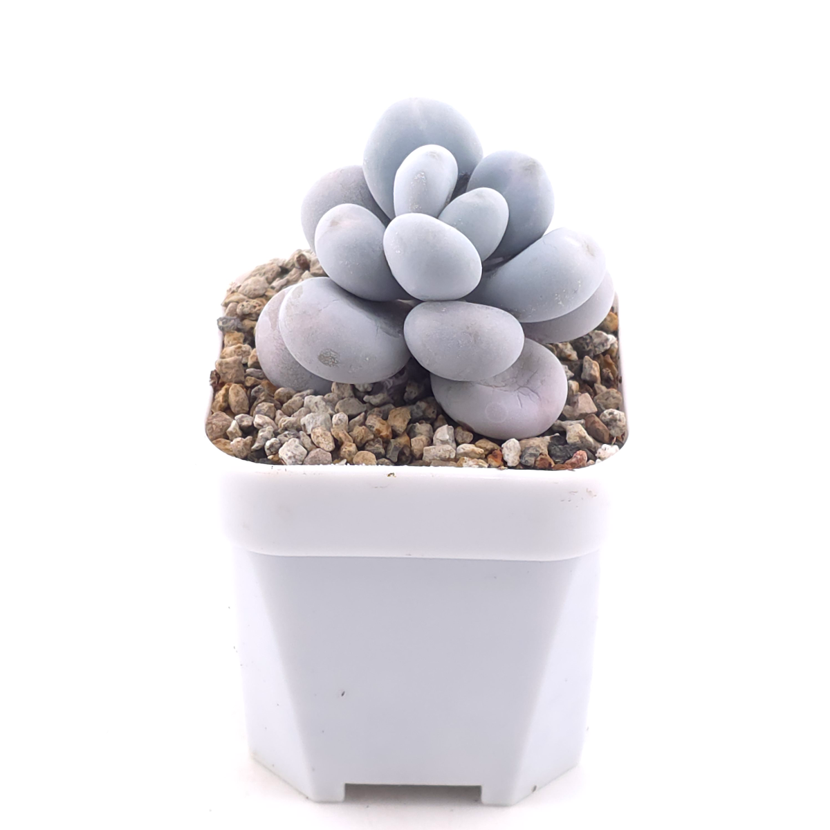 Pachyphytum ‘Cheese’ | 奶酪 thumbnail 2