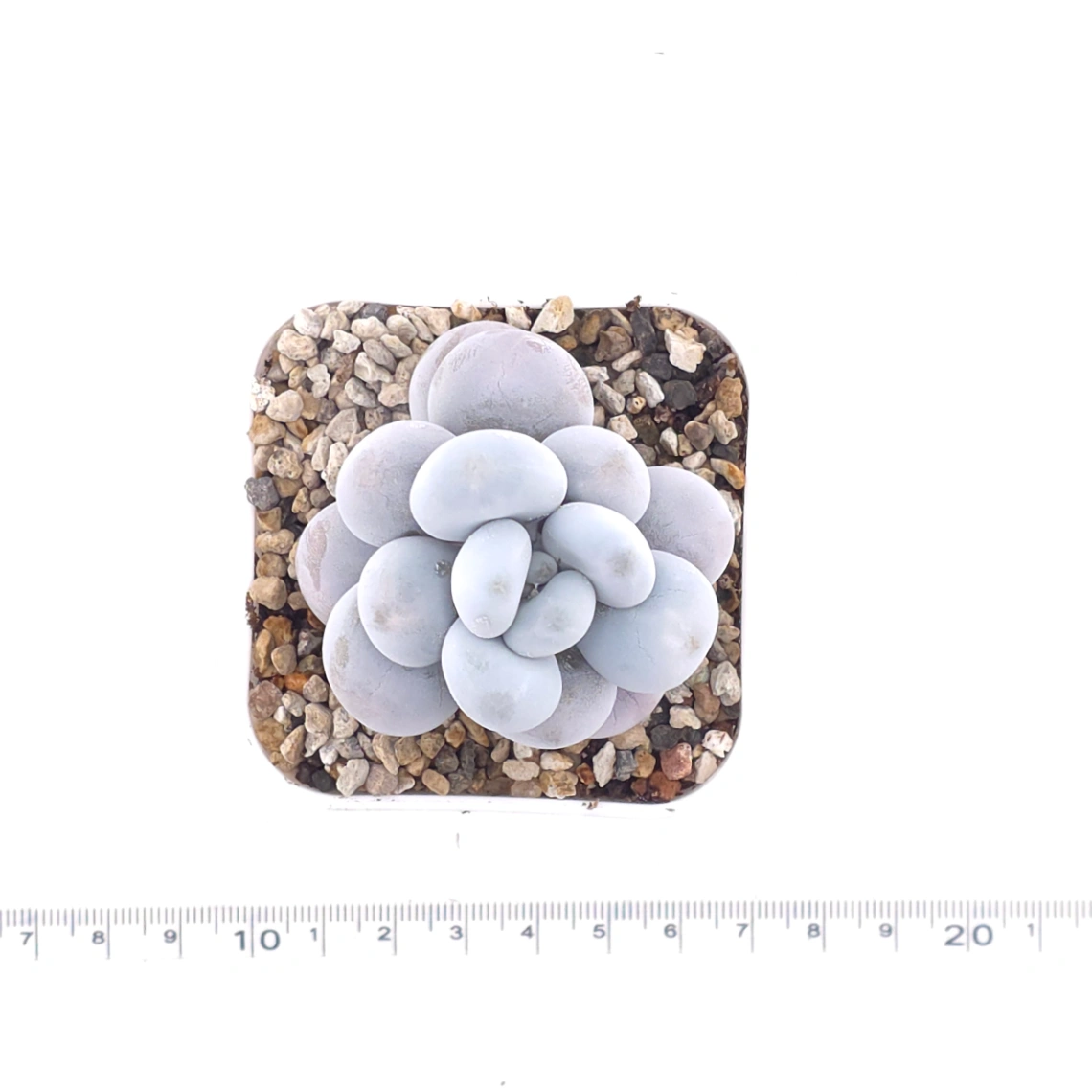 Pachyphytum ‘Cheese’ | 奶酪 thumbnail 4