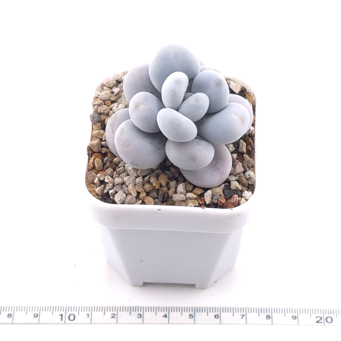 Pachyphytum ‘Cheese’ | 奶酪 thumbnail 3