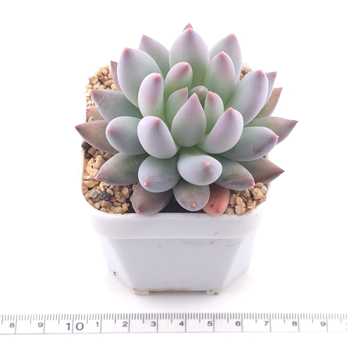 Pachyphytum 'Ice Fruit' | 冰果 thumbnail 3