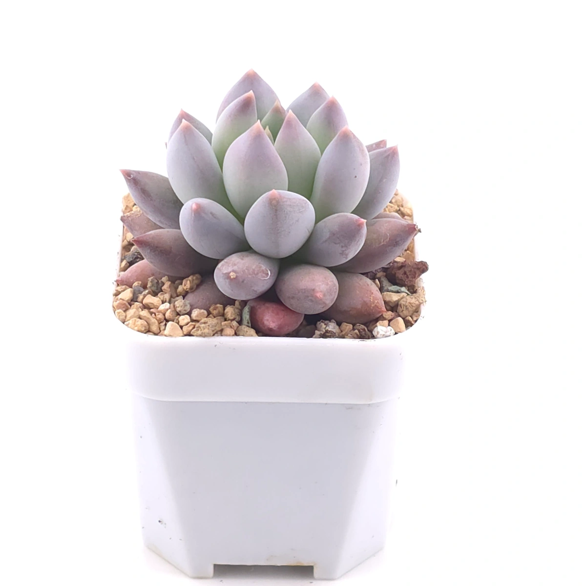 Pachyphytum 'Ice Fruit' | 冰果 thumbnail 2