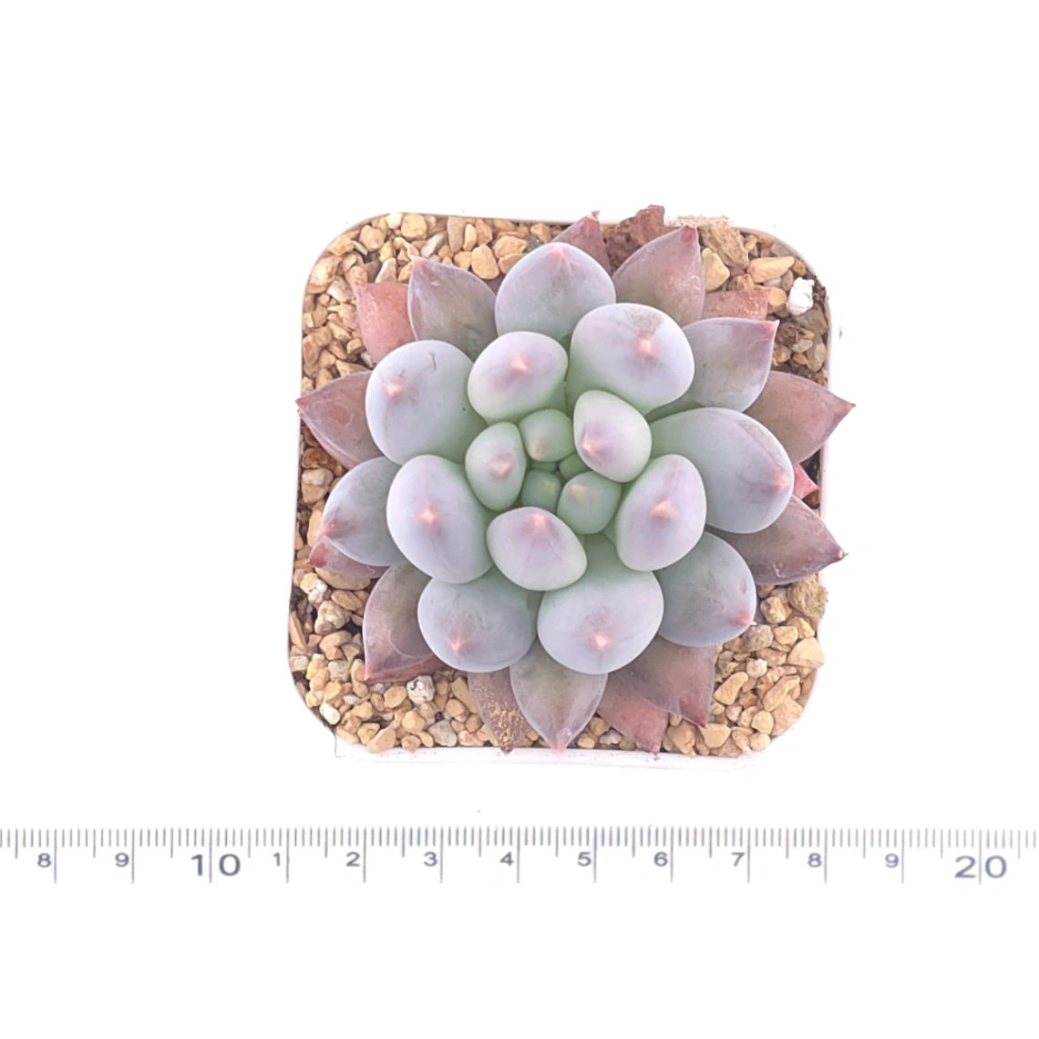 Pachyphytum 'Ice Fruit' | 冰果 thumbnail 4