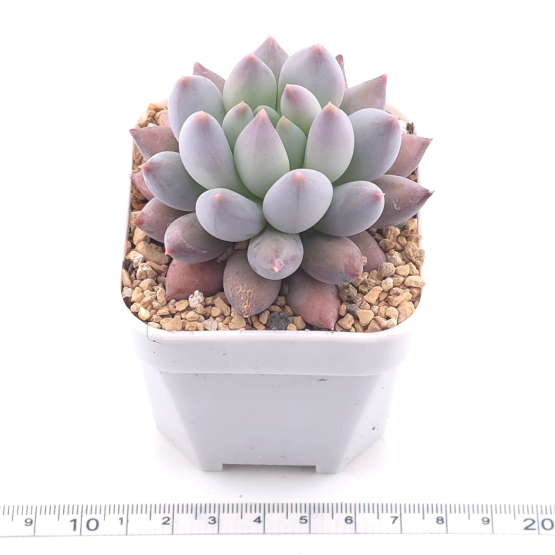 Pachyphytum 'Ice Fruit' | 冰果 thumbnail 3