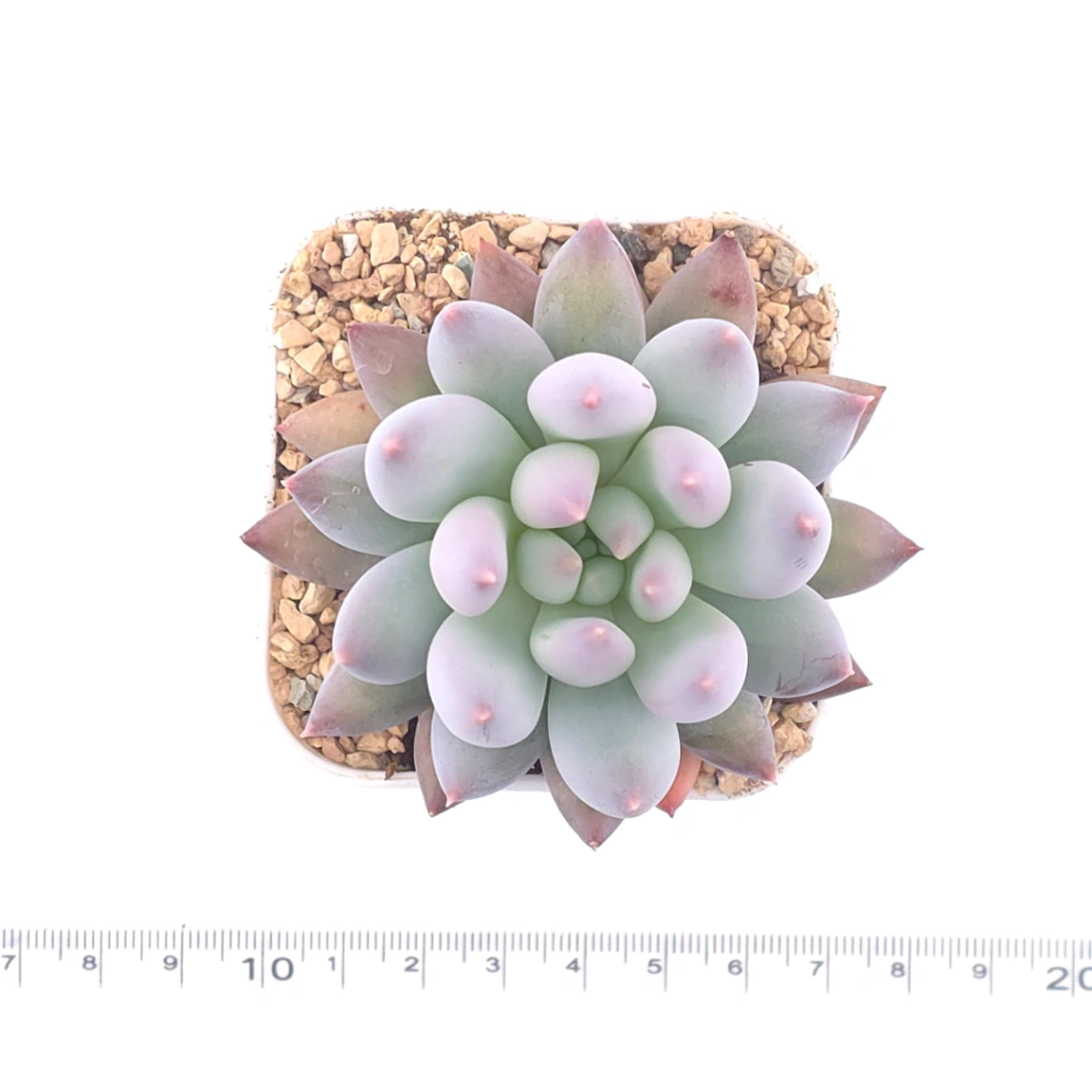 Pachyphytum 'Ice Fruit' | 冰果 thumbnail 4