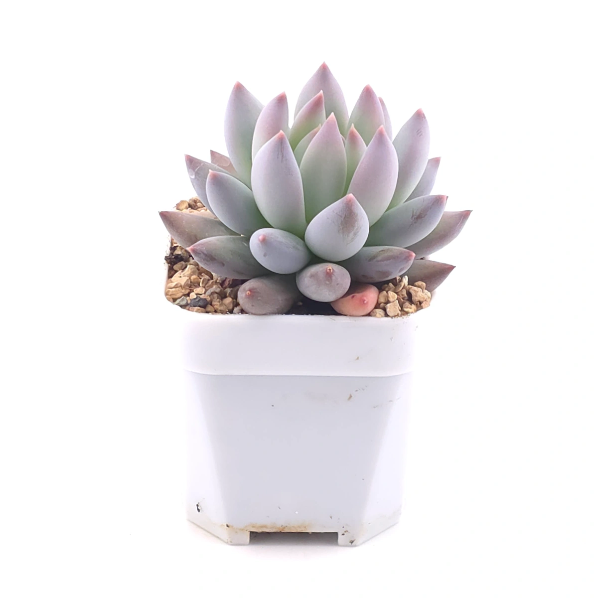 Pachyphytum 'Ice Fruit' | 冰果 thumbnail 2