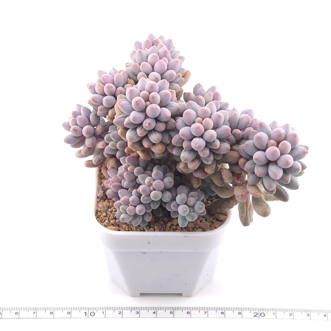 Pachyphytum ‘Machucae’ (Baby Finger) | 嬰兒手指 thumbnail 3