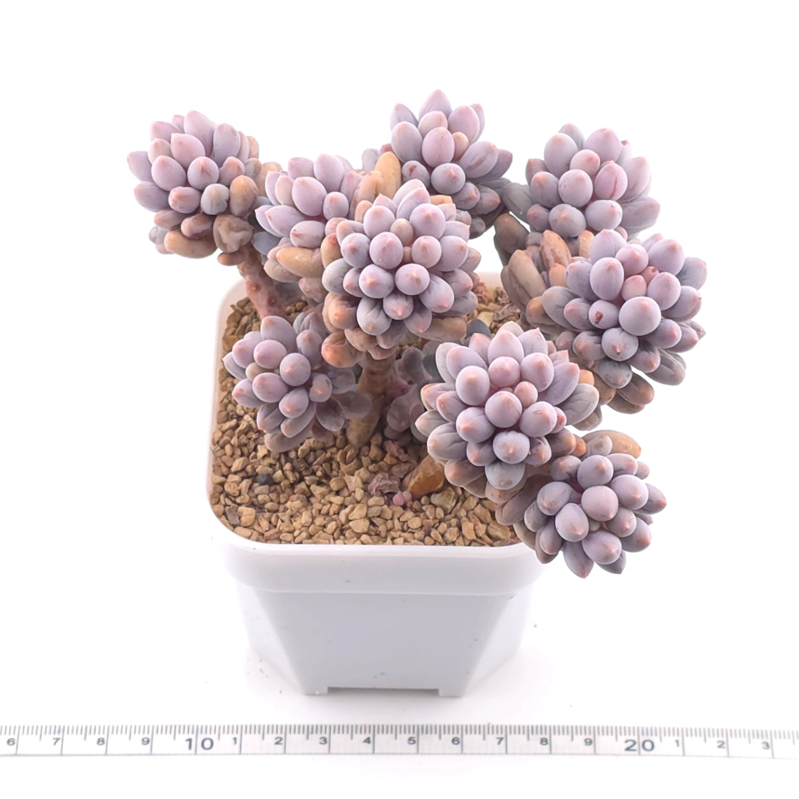Pachyphytum ‘Machucae’ (Baby Finger) | 嬰兒手指 thumbnail 3