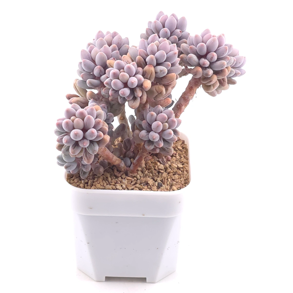 Pachyphytum ‘Machucae’ (Baby Finger) | 嬰兒手指 thumbnail 2