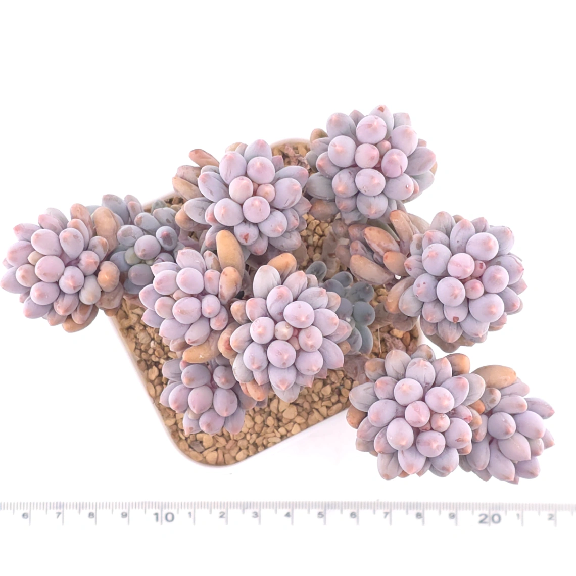 Pachyphytum ‘Machucae’ (Baby Finger) | 嬰兒手指 thumbnail 4