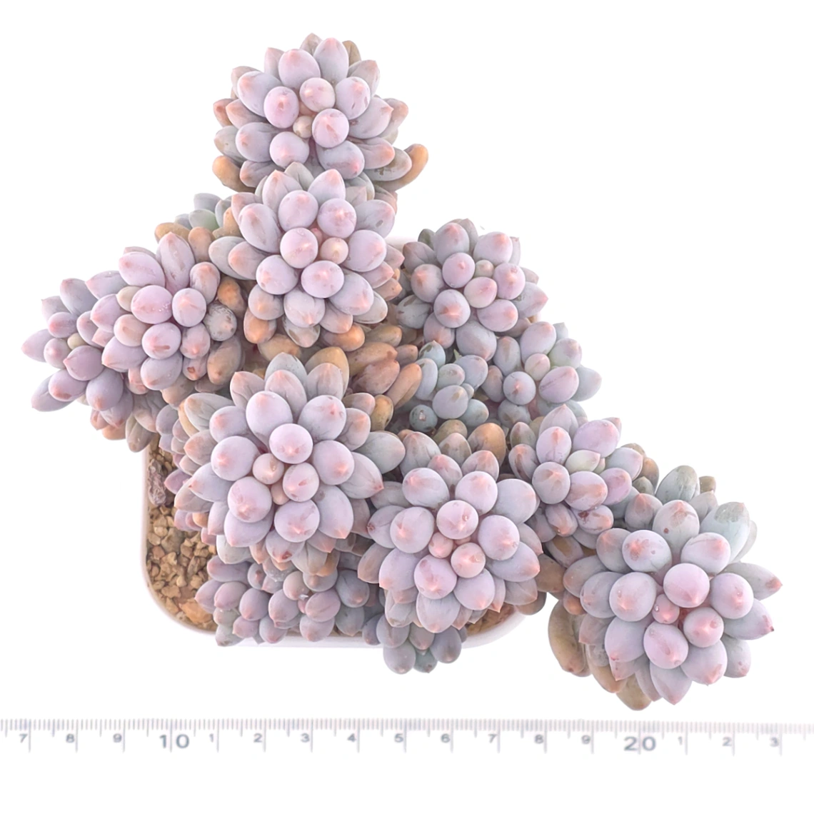 Pachyphytum ‘Machucae’ (Baby Finger) | 嬰兒手指 thumbnail 4