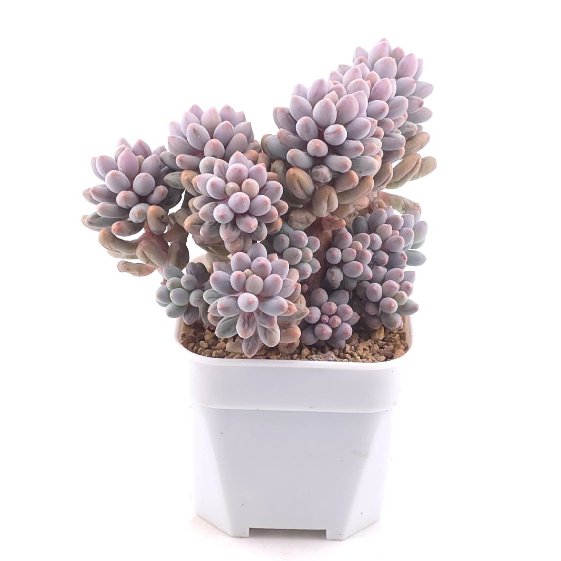 Pachyphytum ‘Machucae’ (Baby Finger) | 嬰兒手指 thumbnail 2