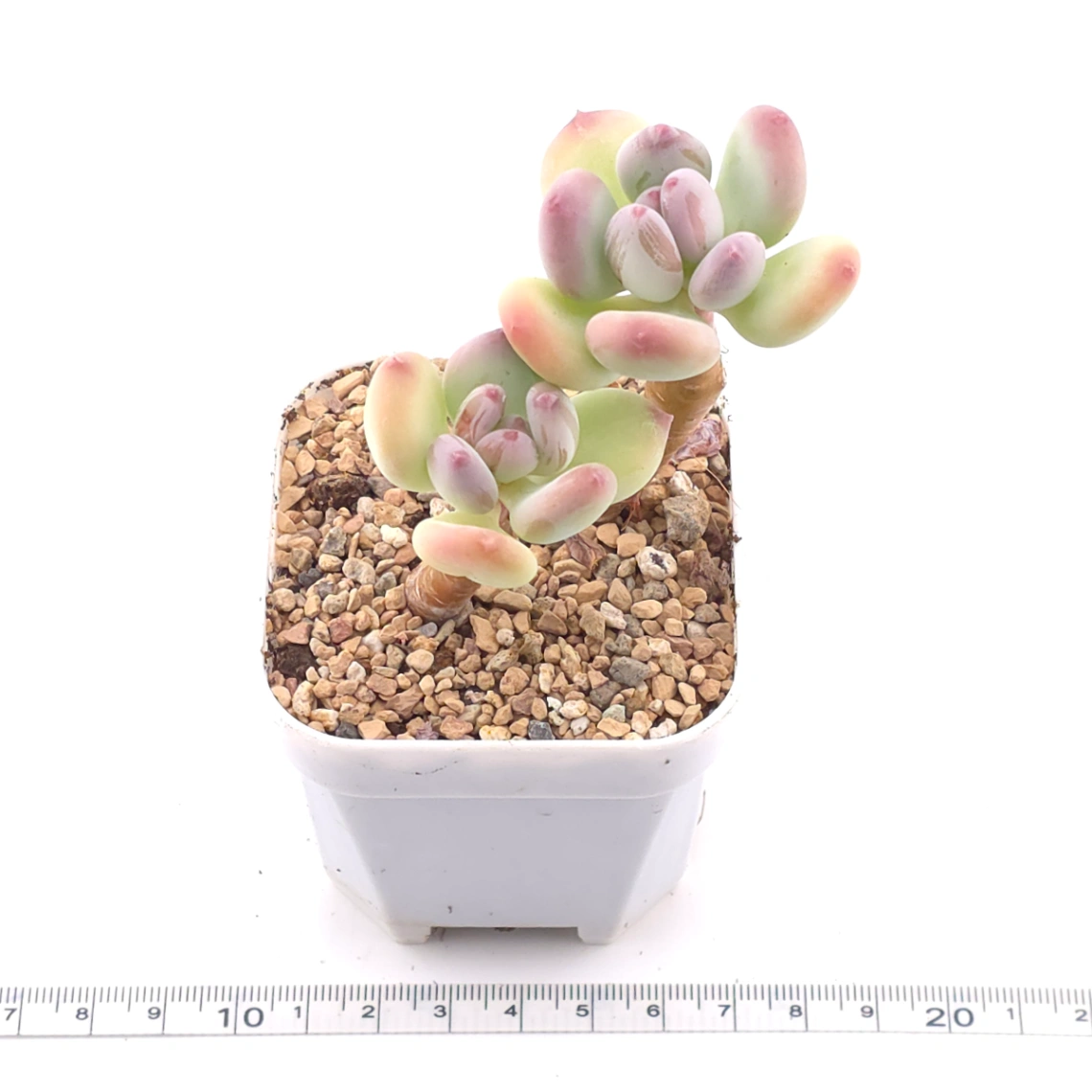 Pachyphytum 'Mikadukibijin' | 三日月美人 thumbnail 3