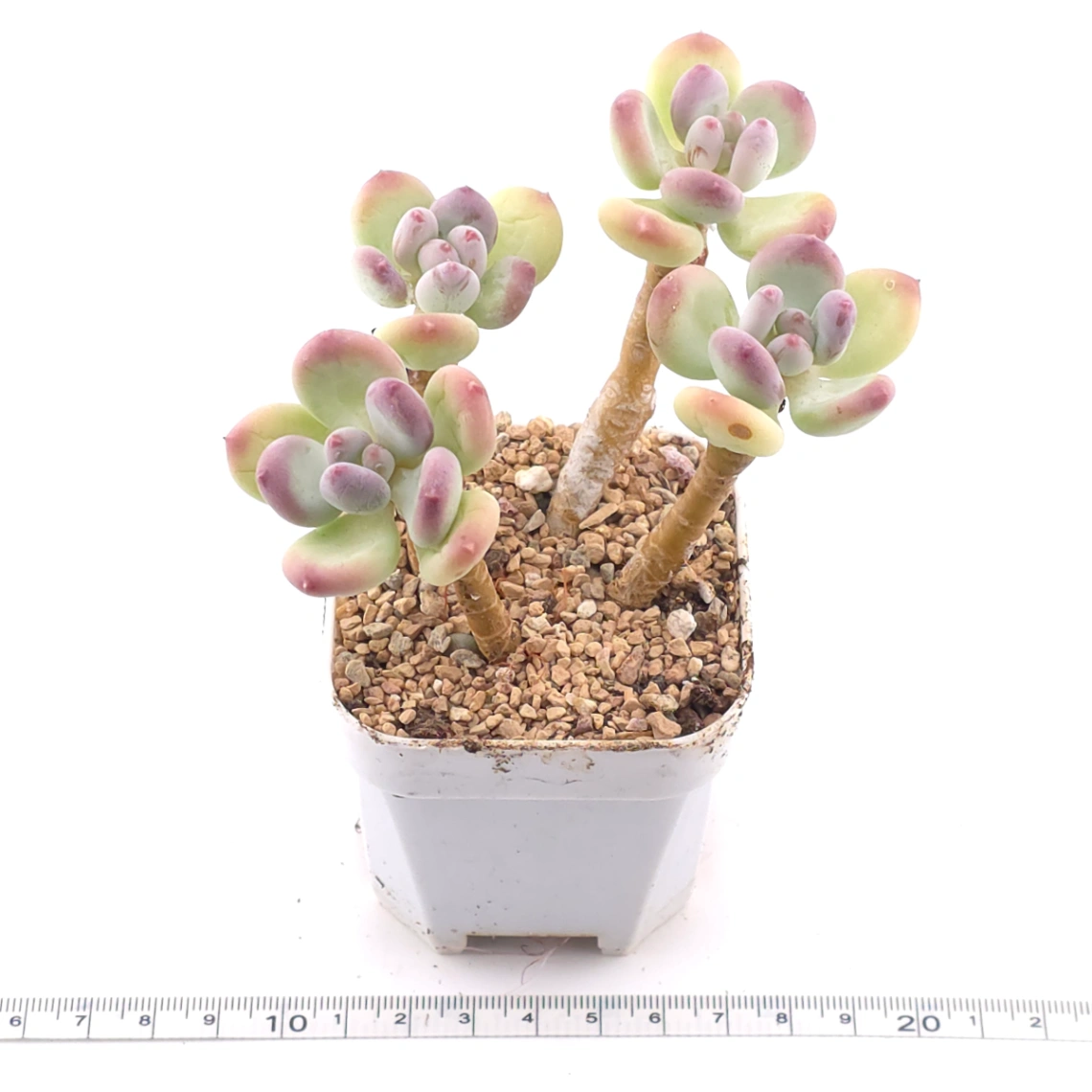 Pachyphytum 'Mikadukibijin' | 三日月美人 thumbnail 2