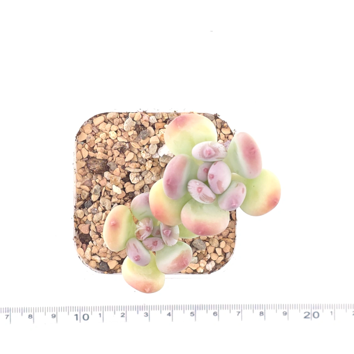 Pachyphytum 'Mikadukibijin' | 三日月美人 thumbnail 4