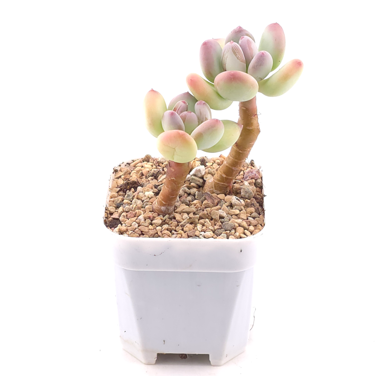 Pachyphytum 'Mikadukibijin' | 三日月美人 thumbnail 2