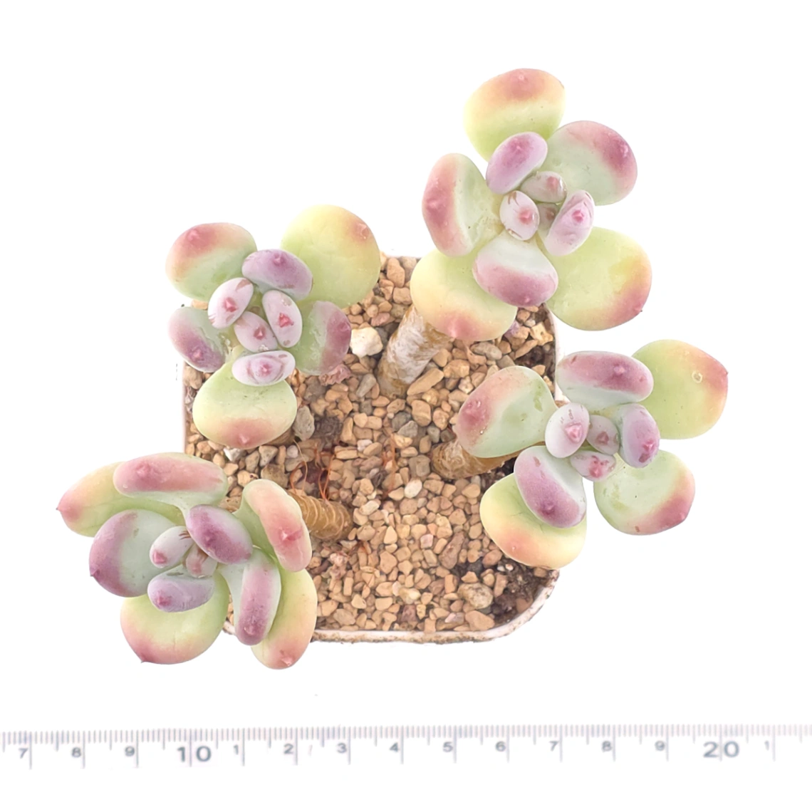 Pachyphytum 'Mikadukibijin' | 三日月美人 thumbnail 3