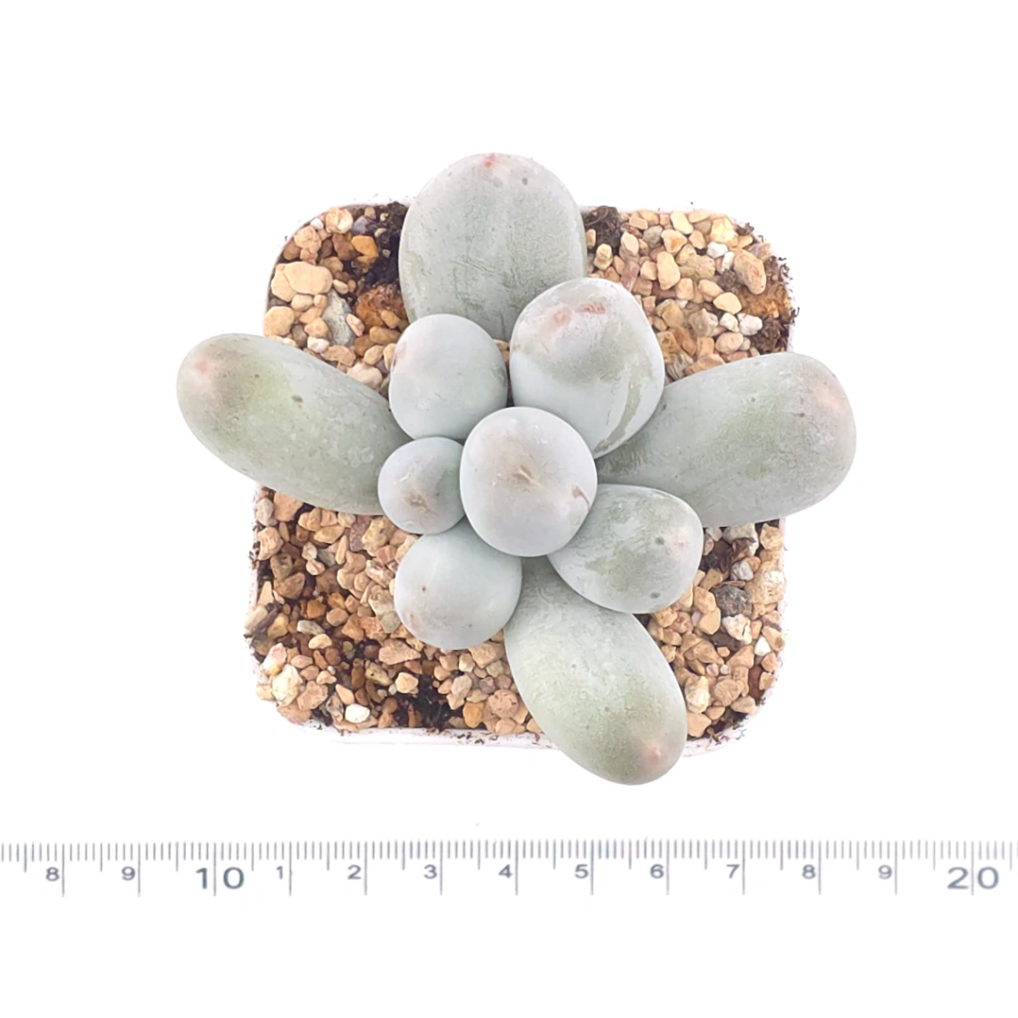 Pachyphytum 'Miko Miin' | 美空 thumbnail 4