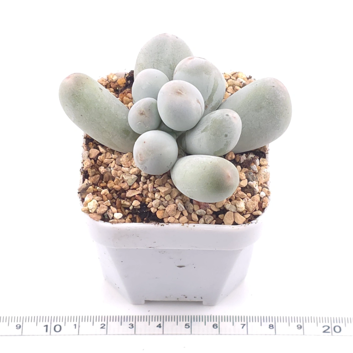 Pachyphytum 'Miko Miin' | 美空 thumbnail 3