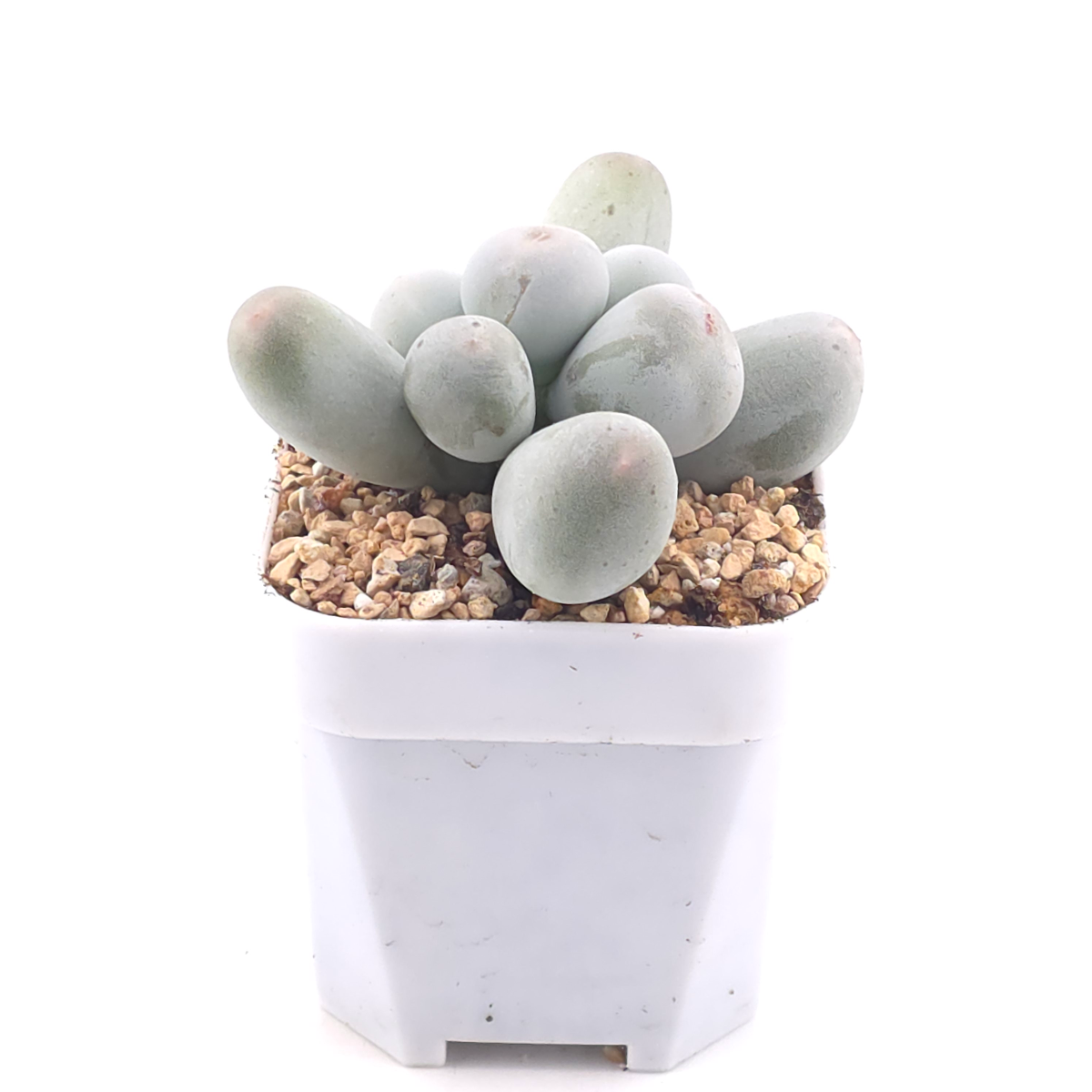 Pachyphytum 'Miko Miin' | 美空 thumbnail 2
