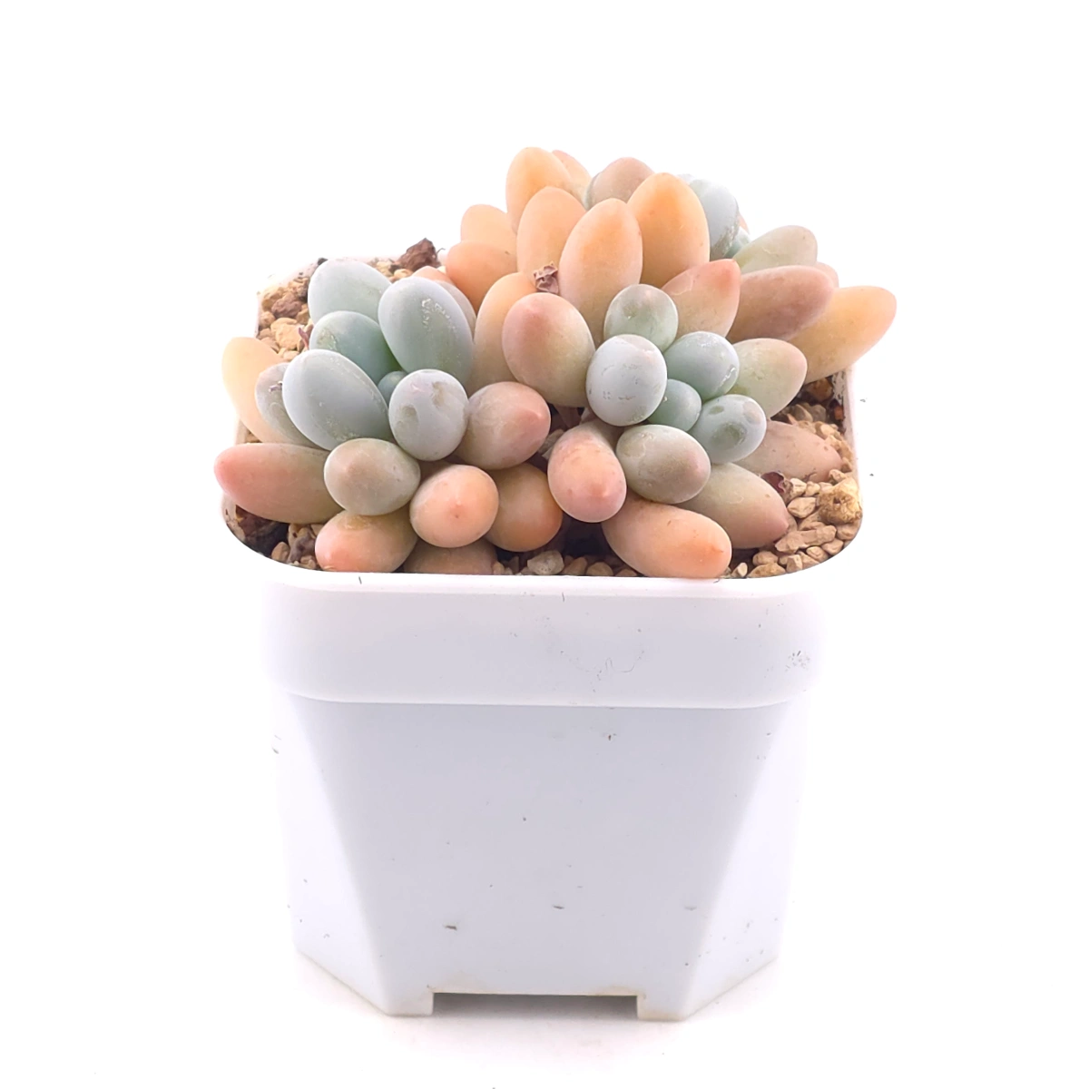 Pachyphytum 'Milk Beans' | 奶豆群 thumbnail 2