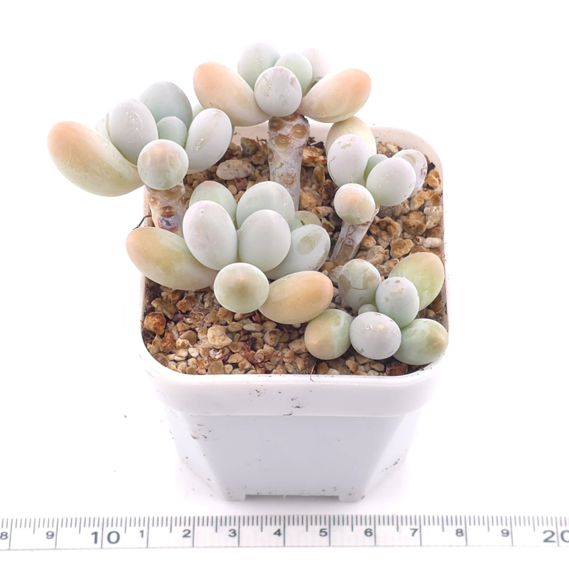 Pachyphytum 'Milk Beans' | 奶豆群 thumbnail 3