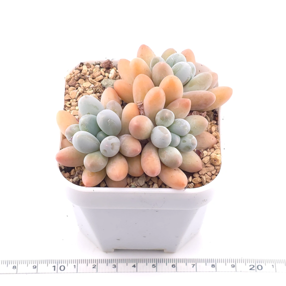 Pachyphytum 'Milk Beans' | 奶豆群 thumbnail 3